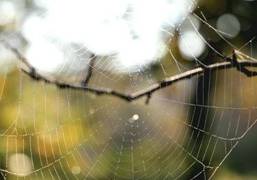 水滴のついた蜘蛛の巢